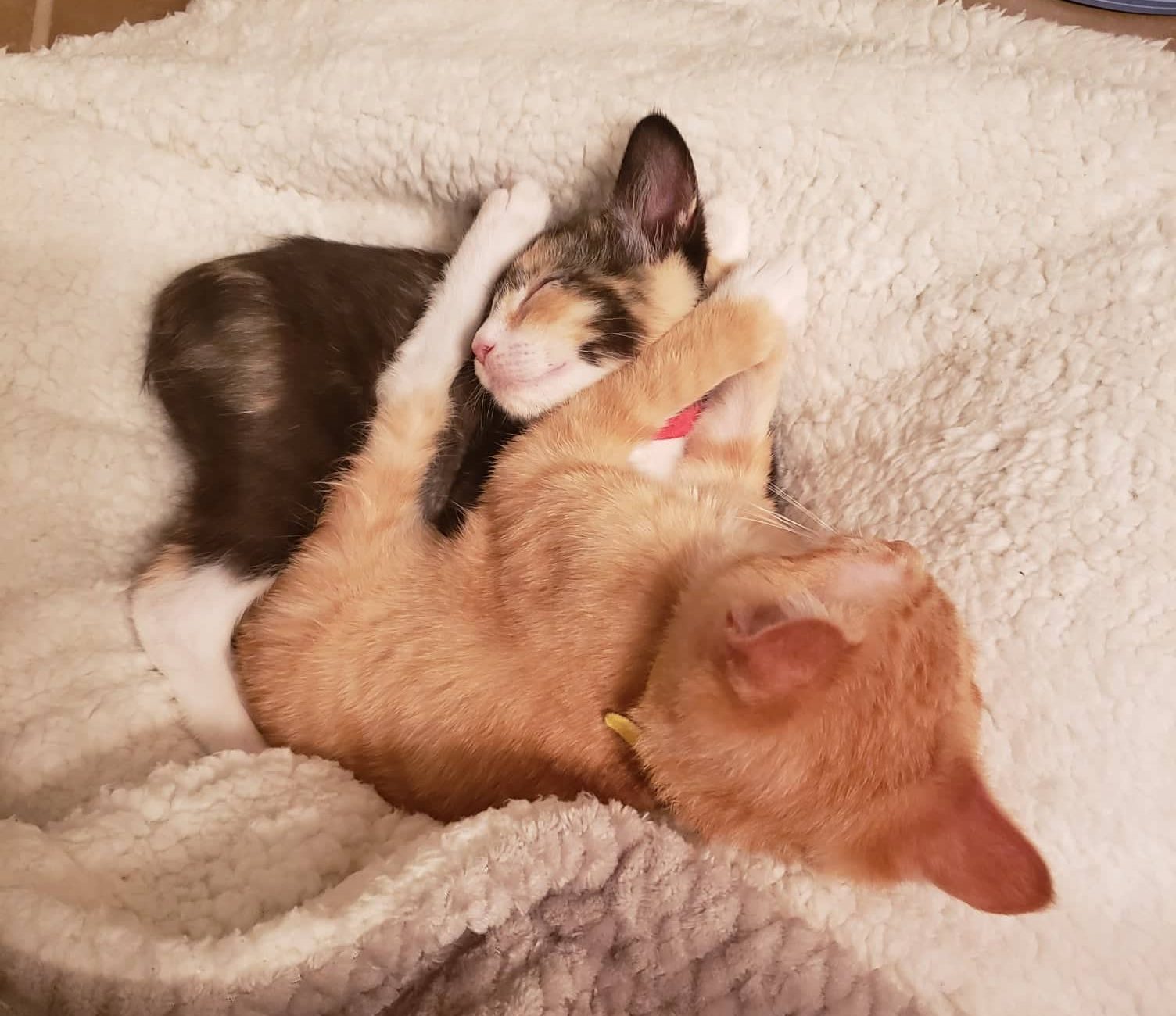 jake-and-rosa