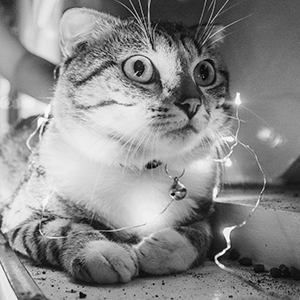 holiday decorations - Photo by Carms Onoya from Pexels image of cat covered in lights